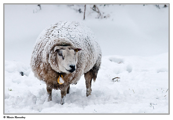 Swifter sheep near Hazerswoude