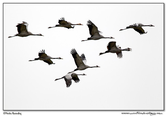 Common Crane (Kraanvogel) at Rhedener Geestmoor and Neustädter Moor near Diepholz in Germany