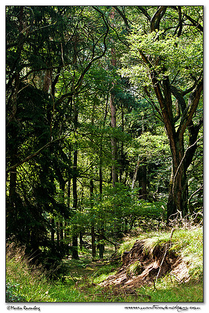 Hoge Veluwe National Park