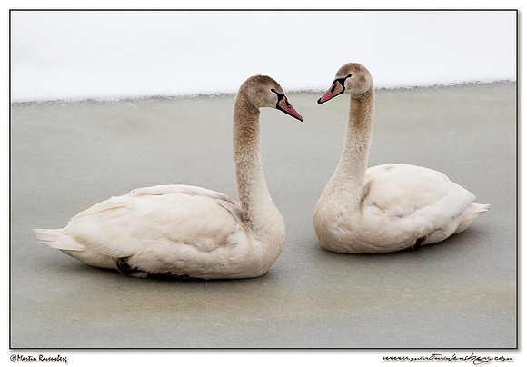 Mute Swan (Knobbelzwaan) near Hazerswoude
