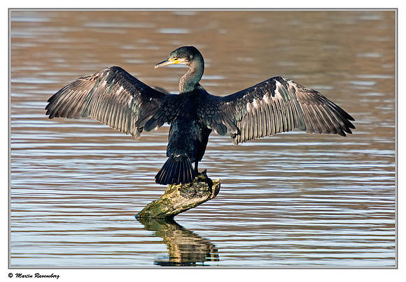 Great Cormorant (Aalscholver) at the Oostvaardersplassen - Lepelaarhut