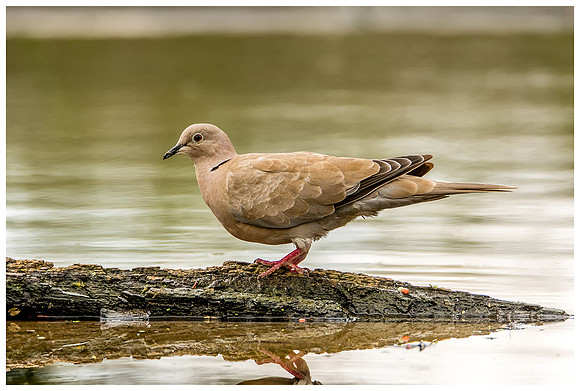 Eurasian Collared Dove (Turkse Tortel) at a photo hut in Alblasserwaard