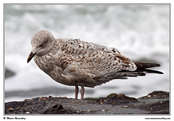 (Juvenile) Herring Gull (Zilvermeeuw) at the seaside on the Brouwensdam