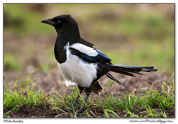 European Magpie (Ekster) at the National Landscape Arkemheem-Eemland
