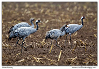 Cranes