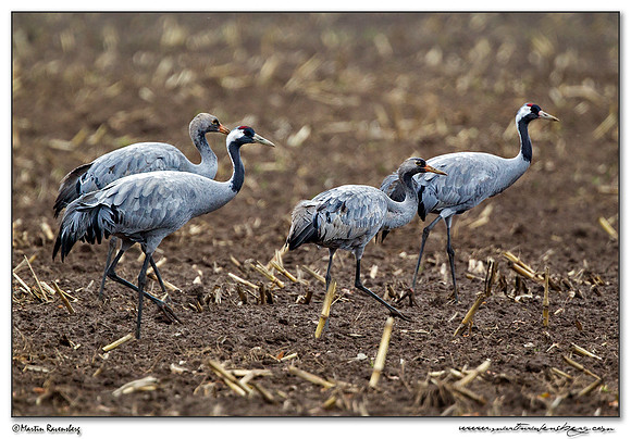Common Crane (Kraanvogel) at Rhedener Geestmoor and Neustädter Moor near Diepholz in Germany