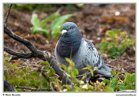 Stock Dove (Holenduif) at the Amsterdamse Waterleiding Duinen Nature Reserve