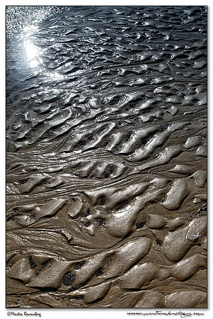 The beach of the North Sea near the Amsterdamse Waterleiding Duinen Nature Reserve
