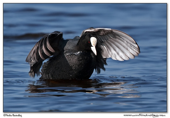 Eurasian Coot (Meerkoet) at the Starrevaart lake near Stompwijk