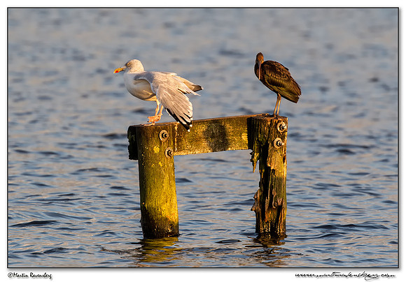 Herring Gull (Zilvermeeuw) & Glossy Ibis (Zwarte Ibis) at the Starrevaart lake near Stompwijk