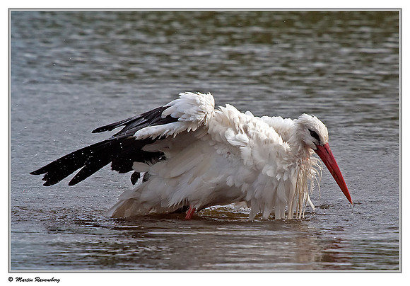 White Stork (Ooievaar) near Hazerswoude, Spookverlaat - Amaila Hut