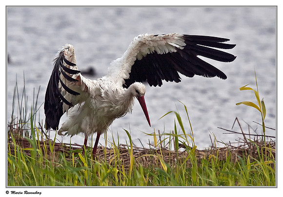 White Stork (Ooievaar) near Hazerswoude, Spookverlaat - Amaila Hut