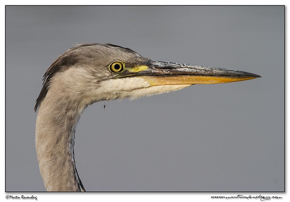 Grey Heron (Blauwe Reiger) at the Starrevaart lake near Stompwijk