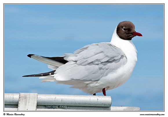 Black-headed Gull (Kokmeeuw) at the Wadden Sea