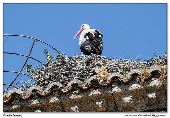 White Stork (Witte Ooievaar) at the village Jaraicejo in northern part of Extremadura.