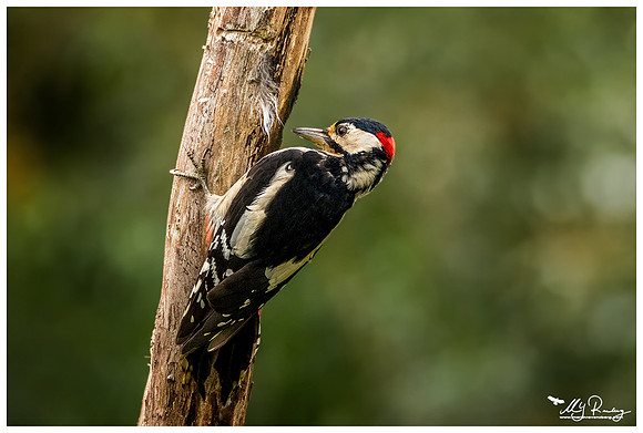 Great Spotted Woodpecker (Grote Bonte Specht) at a photo hut in Alblasserwaard