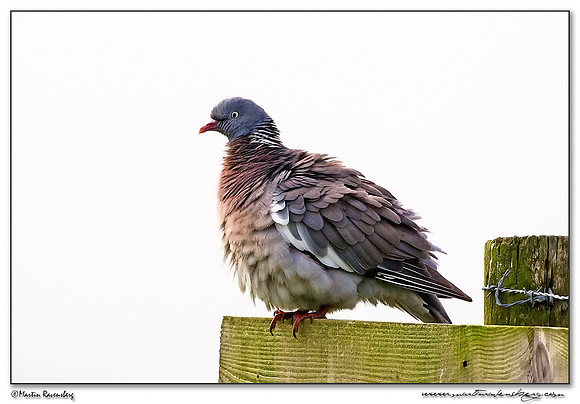 Common Wood Pigeon (Houtduif) in the polders Eemland near Eemnes