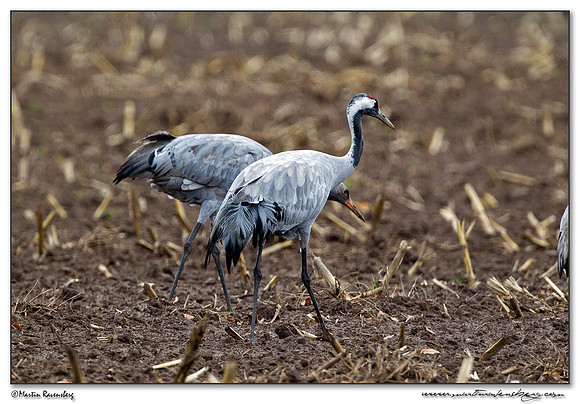 Common Crane (Kraanvogel) at Rhedener Geestmoor and Neustädter Moor near Diepholz in Germany