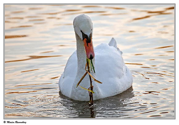 Mute Swan (Knobbelzwaan) near Hazerswoude, Spookverlaat