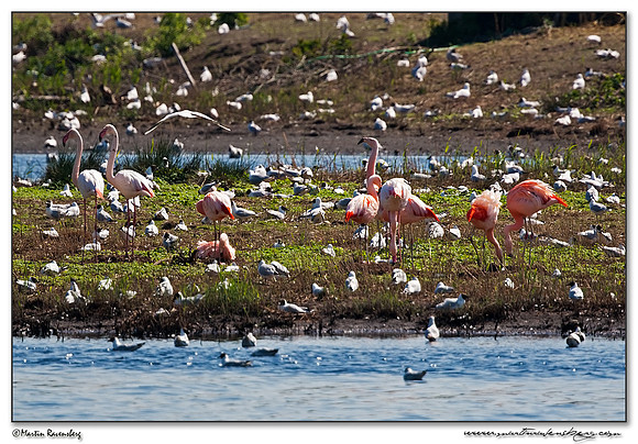 Chilean Flamingo (Chileense Flamingo) and Greater Flamingo (Europese Flamingo) at the Zwillbrocker Venn in Germany