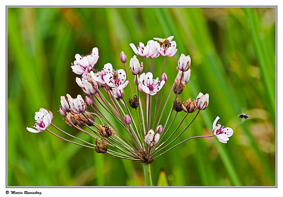 Butomus / Zwanenbloem (Butomus umbellatus) at the Starrevaart lake near Stompwijk