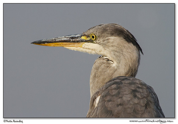 Grey Heron (Blauwe Reiger) at the Starrevaart lake near Stompwijk