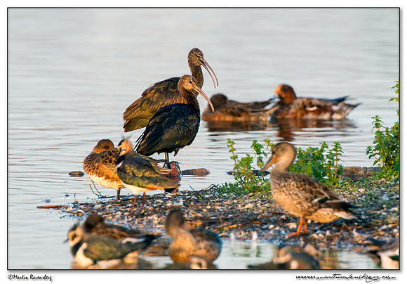Glossy Ibis (Zwarte Ibis) at the Starrevaart lake near Stompwijk