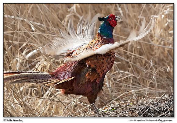 Common Pheasant (Fazant) at the National Landscape Arkemheem-Eemland