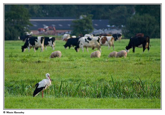 White Stork (Ooievaar) near Alpen aan den Rijn