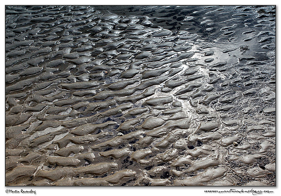 The beach of the North Sea near the Amsterdamse Waterleiding Duinen Nature Reserve