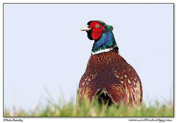 Common Pheasant (Fazant) at the National Landscape Arkemheem-Eemland