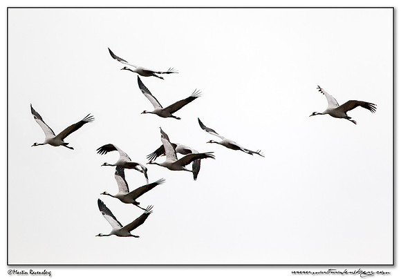 Common Crane (Kraanvogel) at Rhedener Geestmoor and Neustädter Moor near Diepholz in Germany
