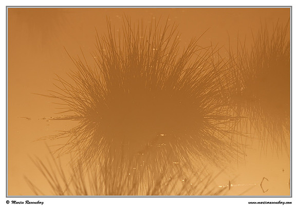 Soft Rush / Pitrus (Juncus effusus) at the Groene Jonker nature area near Nieuwkoop