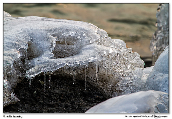 Ice sculptures at the Oostvaardersplassen -  Flevoland