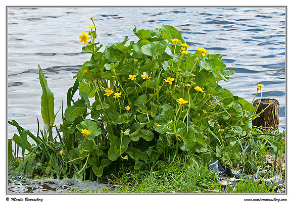 Marsh Marigold / Dotterbloem (Caltha palustris)  at the Reeuwijkse Plassen