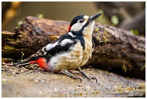 Great Spotted Woodpecker (Grote Bonte Specht) at the Fotohut Gooi owned by the Goois Natuurreservaat