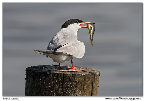 Common Tern (Visdiefje) at the Starrevaart lake near Stompwijk