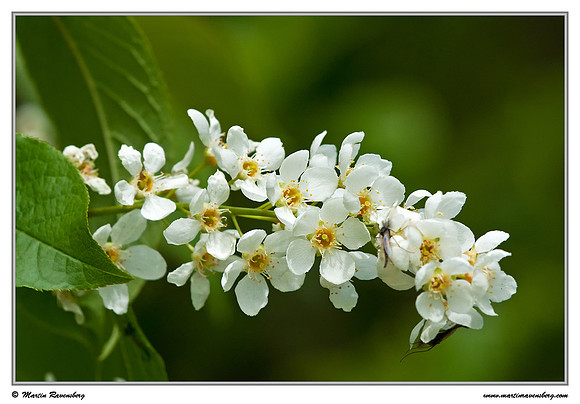 Bird Cherry / Vogelkers (Prunus padus) at the Reeuwijkse Plassen