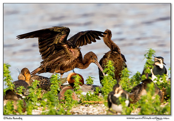 Glossy Ibis (Zwarte Ibis) at the Starrevaart lake near Stompwijk