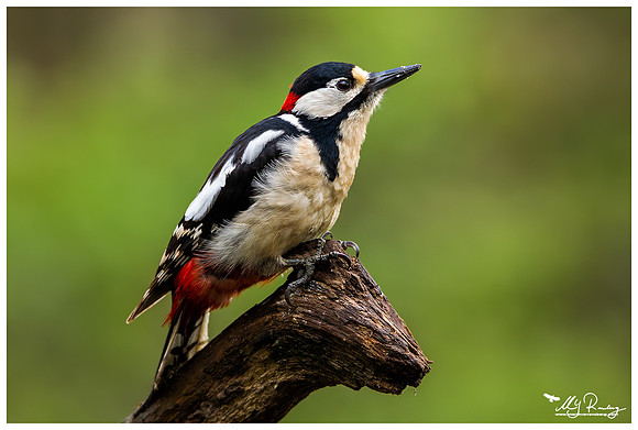 Great Spotted Woodpecker (Grote Bonte Specht) at the Fotohut Gooi owned by the Goois Natuurreservaat