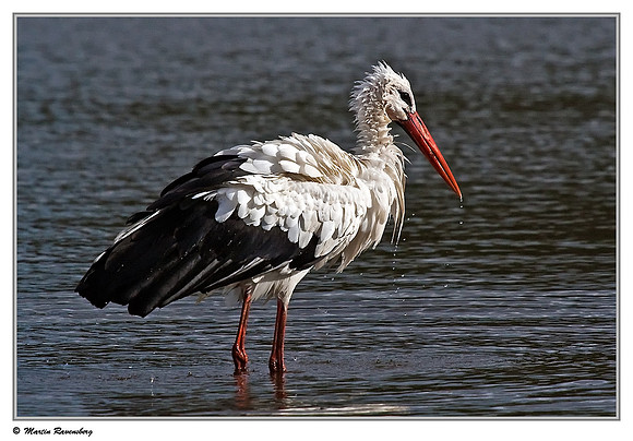 White Stork (Ooievaar) near Hazerswoude, Spookverlaat - Amaila Hut