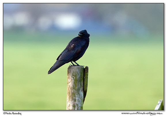 Carrion Crow (Zwarte Kraai) near Hazerswoude near the meadow birds reserve De Wilck