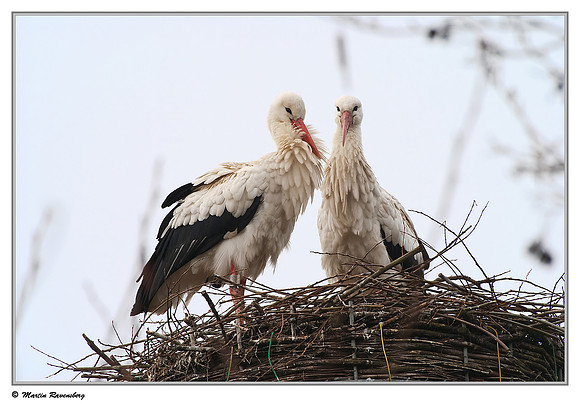 White Stork (Ooievaar) near Hazerswoude, Spookverlaat - Amalia Hut