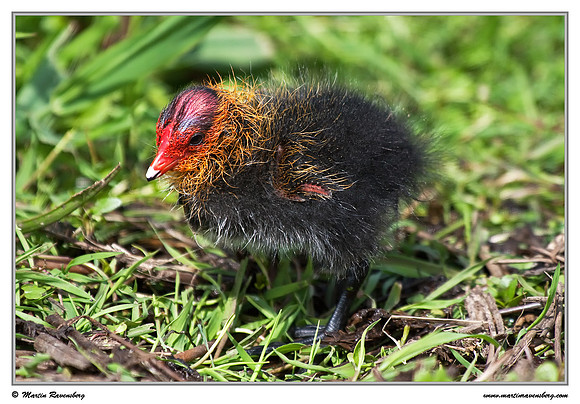 (Juvenile) Eurasian Coot (Meerkoet) at the Groene Jonker nature area near Nieuwkoop