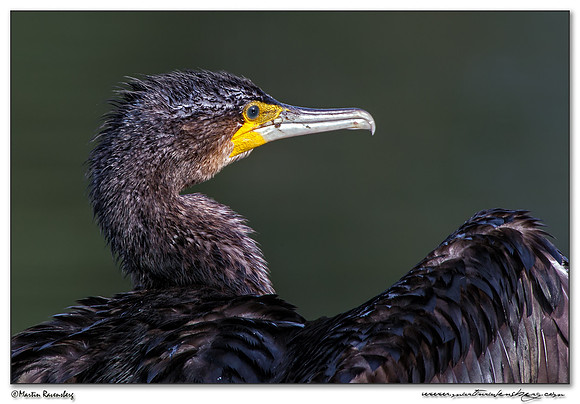 Great Cormorant (Aalscholver) at the Oostvaardersplassen - Lepelaarhut