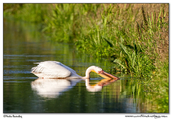Great White Pelican (Roze Pelikaan) near the Groene Jonker nature area near Noorden