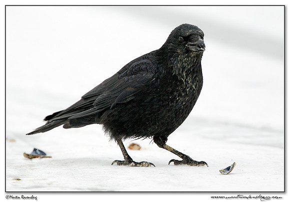 Carrion Crow (Zwarte Kraai) at the seaside on the Brouwensdam