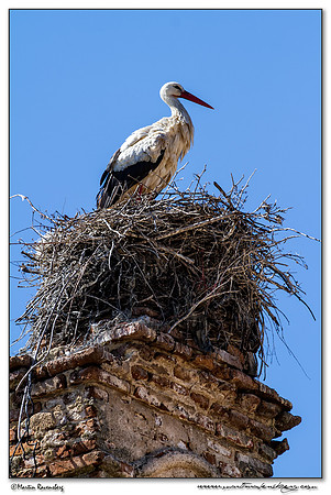 White Stork (Witte Ooievaar) at the village Jaraicejo in northern part of Extremadura.