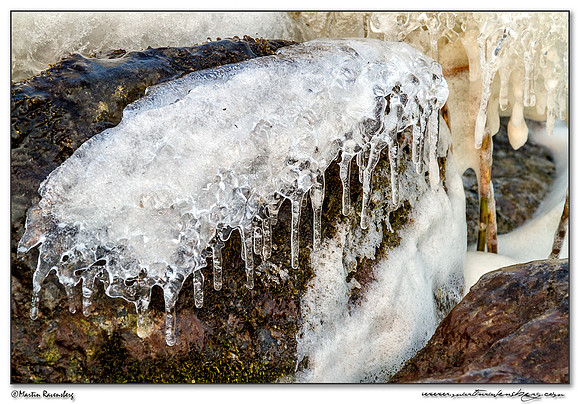 Ice sculptures at the Oostvaardersplassen -  Flevoland