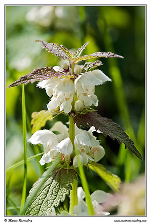White Deadnettle / Witte Dovenetel (Lamium album)  at the Reeuwijkse Plassen